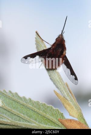 Bee Fly dal bordo scuro (bombilius major), Galles Foto Stock