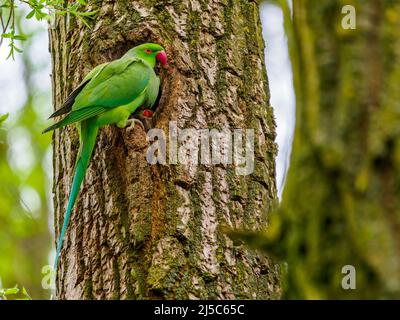 Un paio selvaggio di parakeets e i loro giovani - Stoke on Trent, Staffordshire, Regno Unito. Una specie di pappagallo e la loro cova. Foto Stock