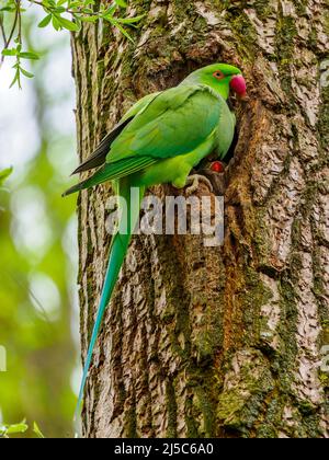 Un paio selvaggio di parakeets e i loro giovani - Stoke on Trent, Staffordshire, Regno Unito. Una specie di pappagallo e la loro cova. Foto Stock