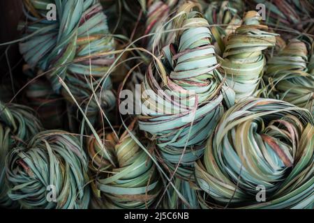 A legato fasci di erba selvatica di canna da zucchero kans, Saccharum spontaneum. Regione Himalayana dell'India del nord. È un'erba perenne, che cresce fino a tre me Foto Stock