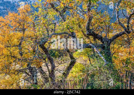 chêne pubescent en Automne la Sainte baume Var Francia Foto Stock
