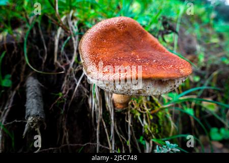 Una varietà di grandi funghi Russula che emergono da una base ad albero. Regione dell'Himalaya settentrionale dell'India. Foto Stock