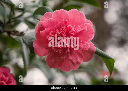 Rosa Camellia japonica. Ci sono oltre 2000 cultivar della Camelia Japonica, la C. reticulata ha più di 400, la C. sasanqua più di 300. Rosa d'inverno. Foto Stock