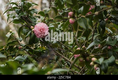 Rosa Camellia japonica. Ci sono oltre 2000 cultivar della Camelia Japonica. Rosa d'inverno. Foto Stock