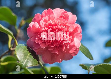 Rosa Camellia japonica. Ci sono oltre 2000 cultivar della Camelia Japonica, la C. reticulata ha più di 400, la C. sasanqua più di 300. Rosa d'inverno. Foto Stock