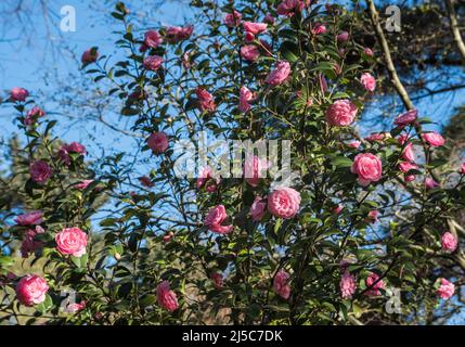 Rosa Camellia japonica. Ci sono oltre 2000 cultivar della Camelia Japonica. Rosa d'inverno. Foto Stock