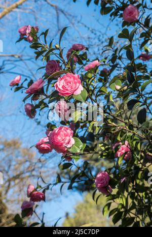 Rosa Camellia japonica. Ci sono oltre 2000 cultivar della Camelia Japonica. Rosa d'inverno. Foto Stock