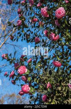 Rosa Camellia japonica. Ci sono oltre 2000 cultivar della Camelia Japonica. Rosa d'inverno. Foto Stock