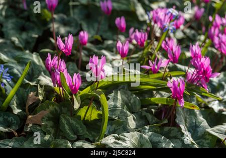 Suggestivi fiori rosa di ciclamino alpino, membro della famiglia delle Primulaceae, e foglie chiazzate in un ambiente boscoso. Foto Stock