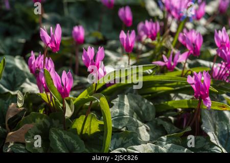 Suggestivi fiori rosa di ciclamino alpino, membro della famiglia delle Primulaceae, e foglie chiazzate in un ambiente boscoso. Foto Stock