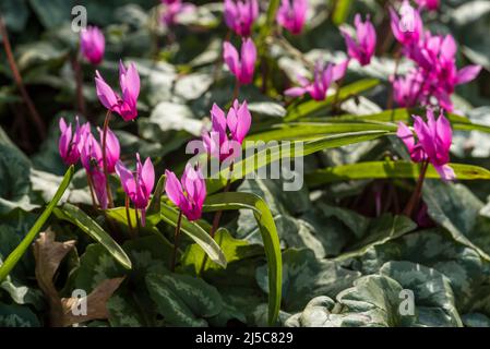 Suggestivi fiori rosa di ciclamino alpino, membro della famiglia delle Primulaceae, e foglie chiazzate in un ambiente boscoso. Foto Stock