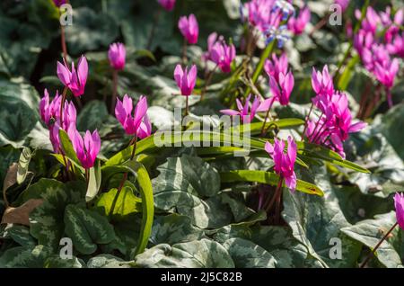 Suggestivi fiori rosa di ciclamino alpino, membro della famiglia delle Primulaceae, e foglie chiazzate in un ambiente boscoso. Foto Stock