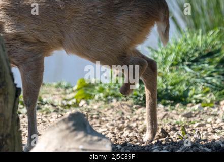 Rutland Water Oakham Aprile 2022: Muntjac a tre zampe può essere visto ogni giorno vagando intorno alla Riserva Naturale. Muntjacs (mʌntdʒæk/MUNT-jak), noto anche come cervi abbaiare o #cervi rib-fronted sono piccoli cervi del genere Muntiacus nativo a sud e sud-est asiatico. Si pensa che Muntjac abbia iniziato a comparire 15–35 milioni di anni fa, con resti trovati nei depositi di Miocene in Francia, Germania e Polonia. La maggior parte delle specie sono elencate come meno preoccupazione o dati carenti dalla IUCN anche se altri come il nero muntjac, Bornean giallo #muntjac e muntjac gigante sono vulnerabili, quasi minacciati e criticamente en Foto Stock