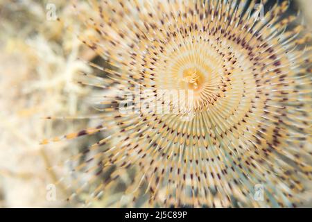 Sabella spallanzanii è una specie di vermi policheti marini. I nomi includono il fanworm mediterraneo, il duster worm piuma, il worm fan europeo. Foto Stock