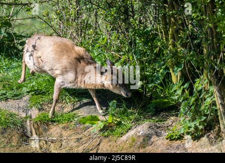 Rutland Water Oakham Aprile 2022: Muntjac a tre zampe può essere visto ogni giorno vagando intorno alla Riserva Naturale. Muntjacs (mʌntdʒæk/MUNT-jak), noto anche come cervi abbaiare o #cervi rib-fronted sono piccoli cervi del genere Muntiacus nativo a sud e sud-est asiatico. Si pensa che Muntjac abbia iniziato a comparire 15–35 milioni di anni fa, con resti trovati nei depositi di Miocene in Francia, Germania e Polonia. La maggior parte delle specie sono elencate come meno preoccupazione o dati carenti dalla IUCN anche se altri come il nero muntjac, Bornean giallo #muntjac e muntjac gigante sono vulnerabili, quasi minacciati e criticamente en Foto Stock