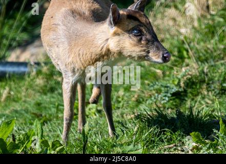 Rutland Water Oakham Aprile 2022: Muntjac a tre zampe può essere visto ogni giorno vagando intorno alla Riserva Naturale. Muntjacs (mʌntdʒæk/MUNT-jak), noto anche come cervi abbaiare o #cervi rib-fronted sono piccoli cervi del genere Muntiacus nativo a sud e sud-est asiatico. Si pensa che Muntjac abbia iniziato a comparire 15–35 milioni di anni fa, con resti trovati nei depositi di Miocene in Francia, Germania e Polonia. La maggior parte delle specie sono elencate come meno preoccupazione o dati carenti dalla IUCN anche se altri come il nero muntjac, Bornean giallo #muntjac e muntjac gigante sono vulnerabili, quasi minacciati e criticamente en Foto Stock