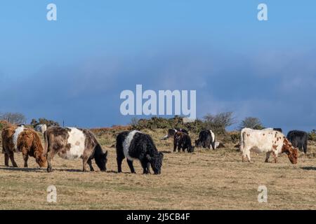 Bestiame al pascolo su Craddock Moor sul robusto Bodmin Moor in Cornovaglia UK. Foto Stock