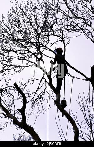 La silhouette di un chirurgo arborista arboricoltore che sale su un albero. Foto Stock