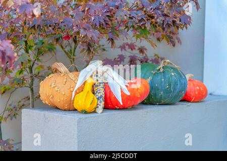 Varietà di zucche e un granoturco su una superficie di cemento a San Francisco, California. Decorazioni contro gli arbusti e muro di costruzione al backgroun Foto Stock