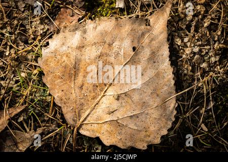 Primo piano di una foglia marrone sul piano di una foresta autunnale. Foto Stock