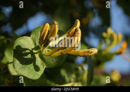 Primo piano di giallo Honeysuckle 'Lonicera boccioli di fiori con insetti verdi sui petali in giardino Foto Stock