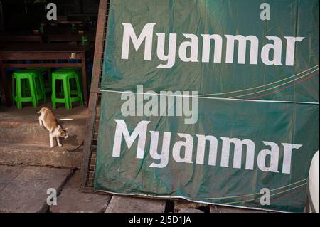 26 gennaio 2017, Yangon, Myanmar, Asia - Un gatto randay e una mostra pubblicitaria per un marchio di birra locale al di fuori di un ristorante nel centro della capitale precedente. [traduzione automatizzata] Foto Stock