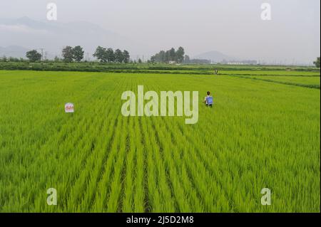 12 agosto 2012, Wonsan, Corea del Nord, Asia - Un operaio spruzza pesticidi sulle colture mentre cammina attraverso un campo di riso alla Cooperativa agricola Chonsam, una cooperativa ammiraglia vicino alla città di Wonsan. [traduzione automatizzata] Foto Stock