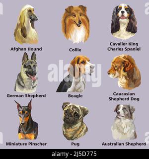 Set di ritratti vettoriali colorati e realistici di razze di cani. Illustrazione isolata dal vettore. PUG, collie, pastore, beagle, spaniel, forgan hound. Per il prin Illustrazione Vettoriale