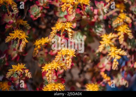 Succulenta pianta sedum palmeri con fiori gialli close-up Foto Stock