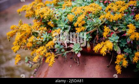 Sedum di piante succulente palmeri con fiori gialli Foto Stock