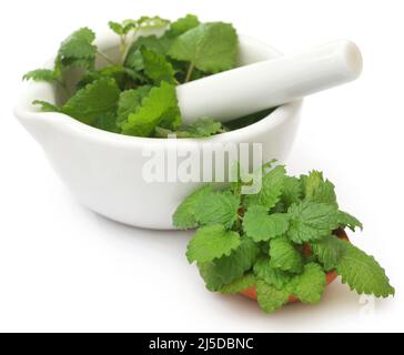 Balsamo al limone fresco e biologico con mortaio e pestello su sfondo bianco Foto Stock