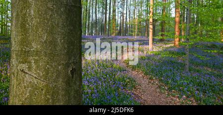 Bella vista di Hallerbos, Belgio Foto Stock