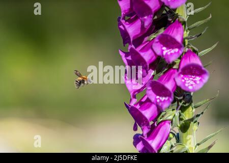 Bee carder comune; Bombus pascuorum; avvicinarsi Foxglove fiore; Regno Unito Foto Stock