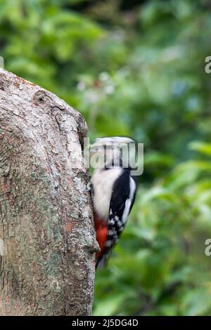 Grande picchiata Woodpecker; Dendrocopos maggiore; femmina; UK Foto Stock