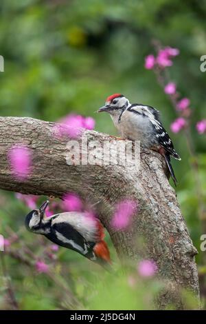 Grande Spotted Woodpecker; Dendrocopos maggiore; femmina e giovane sul Log; UK Foto Stock