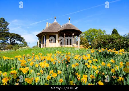 Cottage Svizzero con tetto in paglia con dafodils, Giardino Svizzero, tenuta Old Warden Shuttleworth. Bedfordshire, Inghilterra Foto Stock