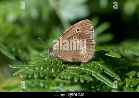 Farfalla di Ringlet; Aphantopus hyperantus; UK Foto Stock