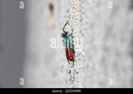 Wasp con coda di rubino; Chrysis ignita; UK Foto Stock