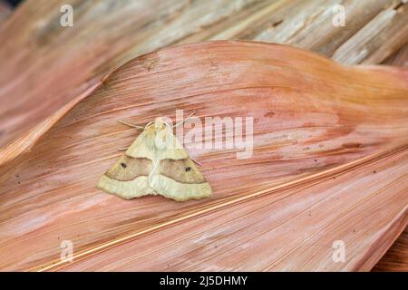 Moth di quercia smerlato; Crocallis elinguaria; UK Foto Stock