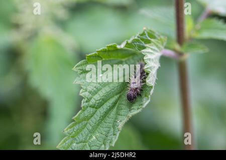 Small Tortoiseshell Caterpillar; Aglais urticae; on Nettle Leaf; UK Foto Stock