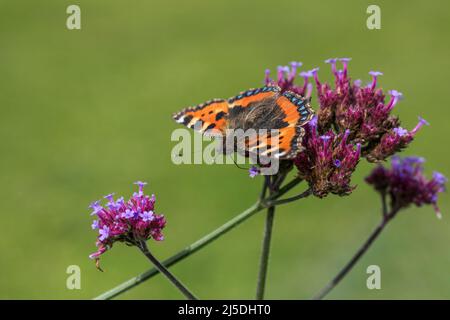 Piccolo Tortoiseshell Butterfly; Aglais urticae; su Verbena bonariensis; UK Foto Stock