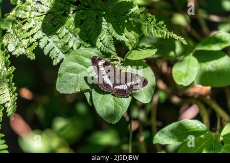 White Admiral Butterfly; Limenitis camilla; UK Foto Stock