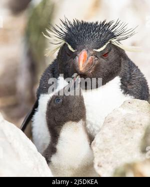 Ritratto di un'isola meridionale di Saunders, Isole Falkland. Foto Stock