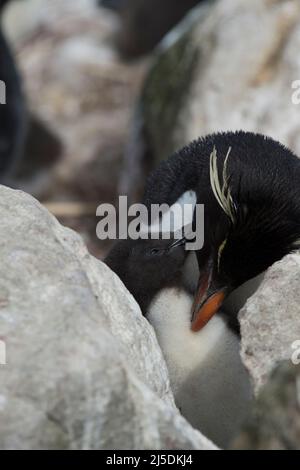 Ritratto di un'isola meridionale di Saunders, Isole Falkland. Foto Stock