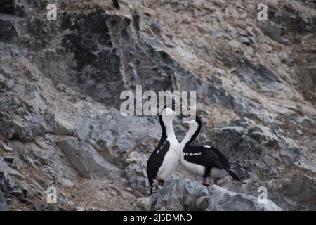 Due alberi antartici da vicino sulla roccia Foto Stock