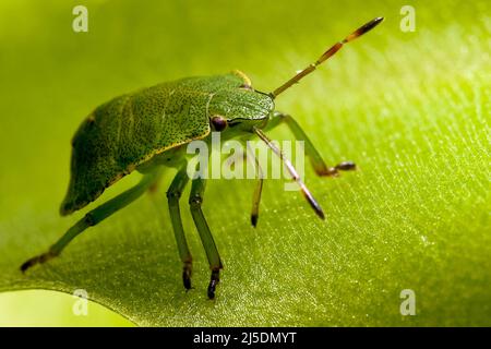 Lo scudo verde bug cammina su una foglia di butterworts appiccicoso e pericoloso superficie Foto Stock