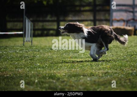 Il bordo bianco e nero Collie corre velocemente attraverso il campo nel parco e si diverte all'esterno. Pastore attivo energico razza di cani di medie dimensioni in movimento. Bordo Foto Stock