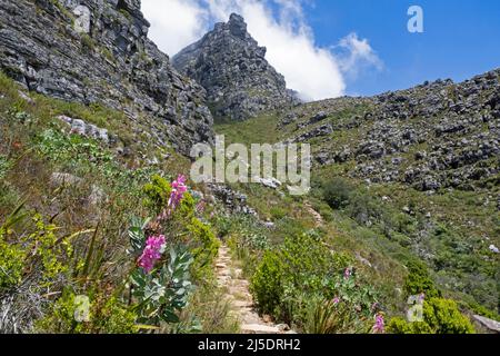 Percorso escursionistico / sentiero che conduce al piano Table Mountain vicino a Città del Capo / Kaapstad, Western Cape Province, Sud Africa Foto Stock