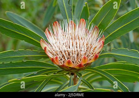 protea comune (Protea caffra) in fiore al Kirstenbosch National Botanical Garden vicino Città del Capo / Kaapstad, Capo Occidentale, Sudafrica Foto Stock