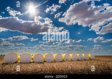 Balle rotonde di cotone raccolto avvolte in plastica gialla seduta sul campo in una giornata di sole con nuvole Foto Stock